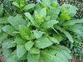 Flowering Tobacco / Nicotiana sylvestris